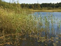 NL, Limburg, Nederweert, Weerterbosch 15, Saxifraga-Jan van der Straaten